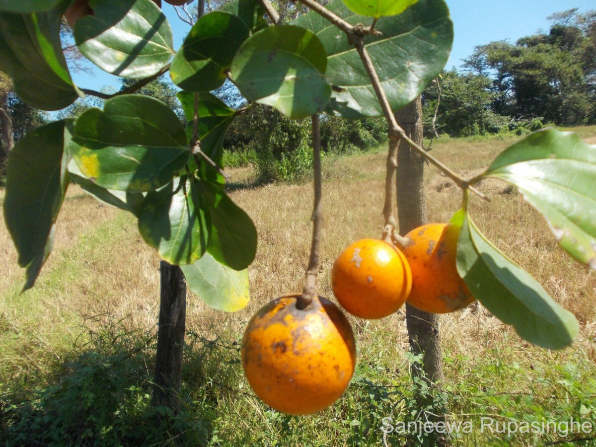 Strychnos nux-vomica L.